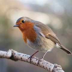 Portrait of Robin Red