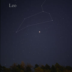 Portrait of Leo