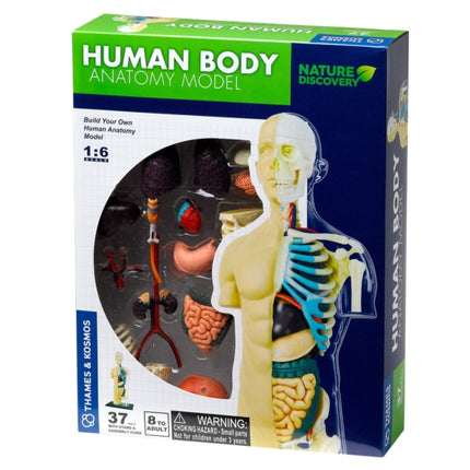 Human Body