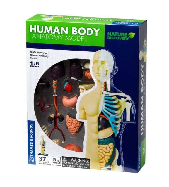 Human Body