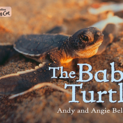 The Baby Turtle