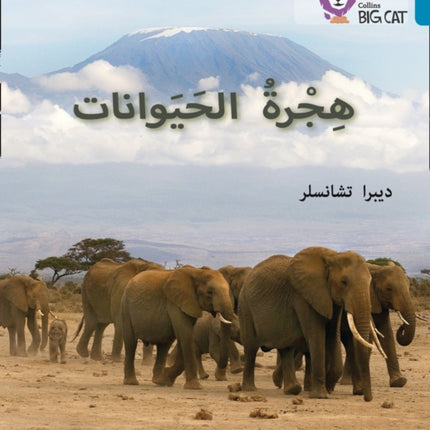 Animal Migration: Level 13 (Collins Big Cat Arabic Reading Programme)