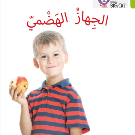 The Digestive System: Level 11 (Collins Big Cat Arabic Reading Programme)