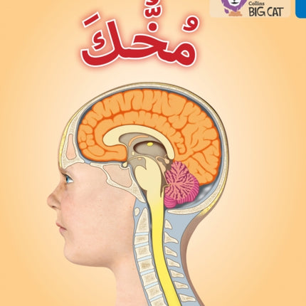 Your Brain: Level 16 (Collins Big Cat Arabic Reading Programme)