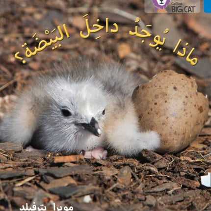 What's in the Egg?: Level 4 (Collins Big Cat Arabic Reading Programme)