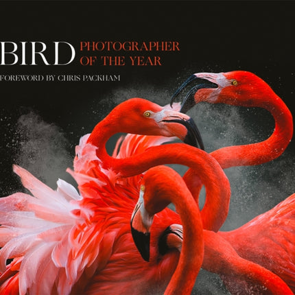 Bird Photographer of the Year: Collection 3