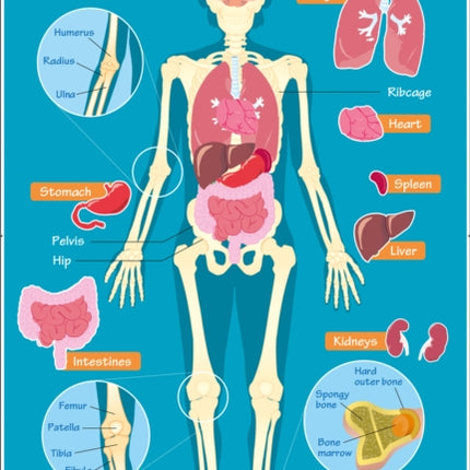 Human Body (Collins Children’s Poster)