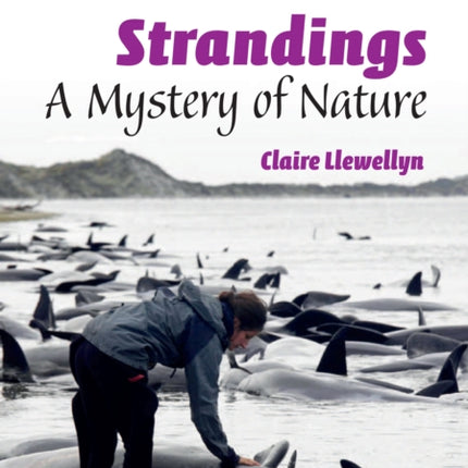 Whale Strandings: A Mystery of Nature: Band 10+/White Plus (Collins Big Cat)