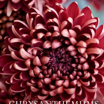 Chrysanthemums