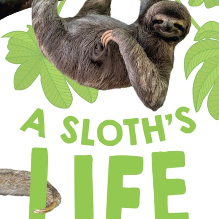 Big Cat for Little Wandle Fluency