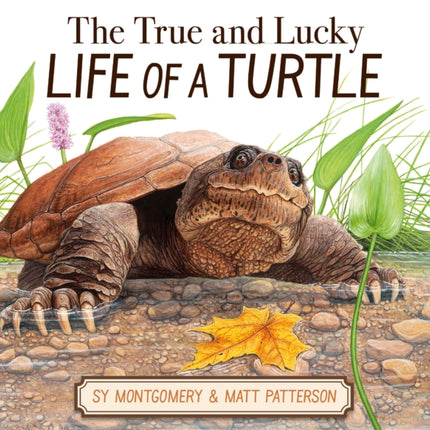 The True and Lucky Life of a Turtle