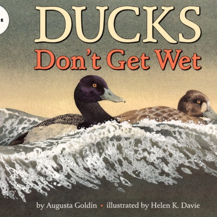 Ducks Dont Get Wet
