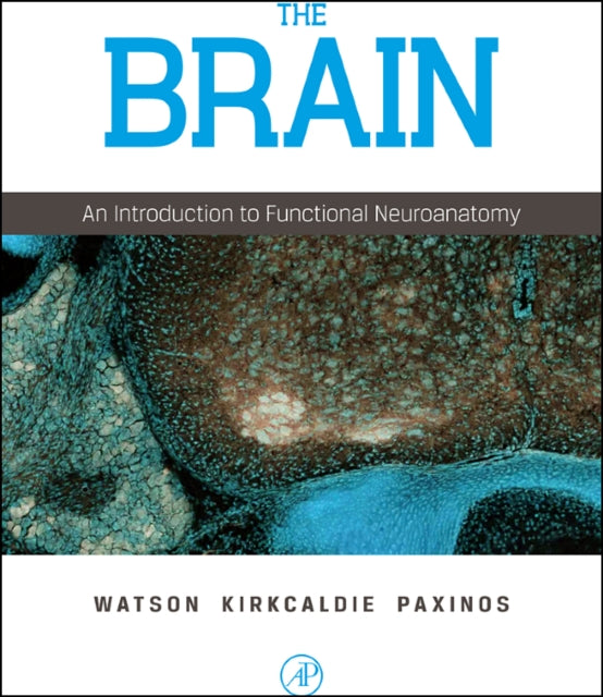 The Brain