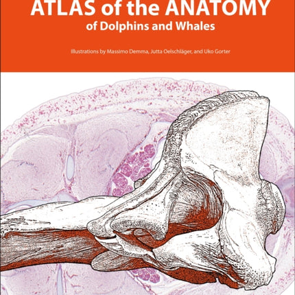 Atlas of the Anatomy of Dolphins and Whales