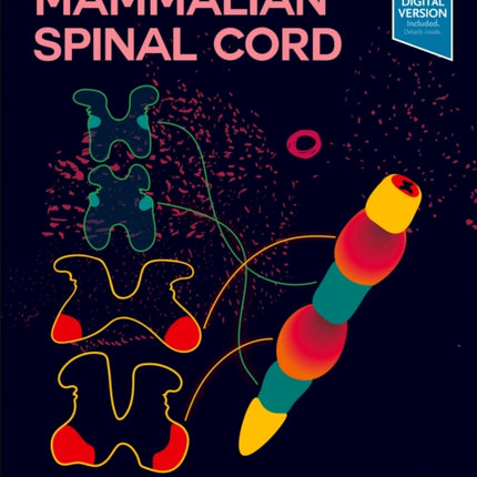 The Mammalian Spinal Cord