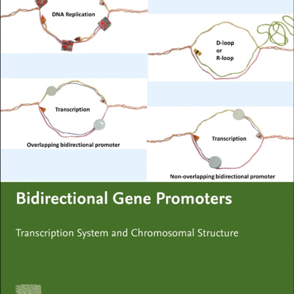 Bidirectional Gene Promoters