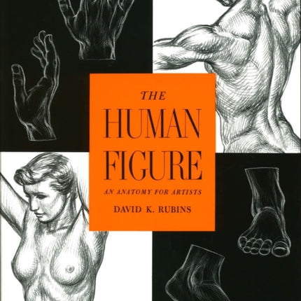 The Human Figure