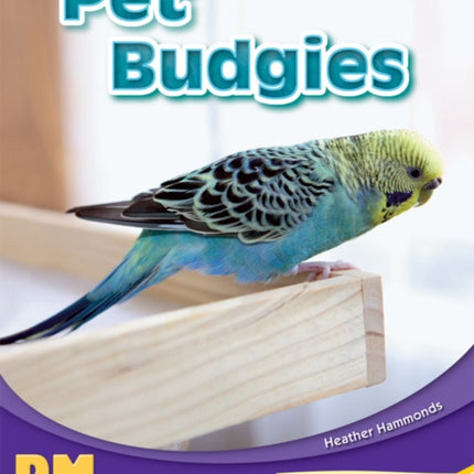 Pet Budgies PM Writing 1 YellowBlue 89