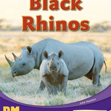 Black Rhinos
