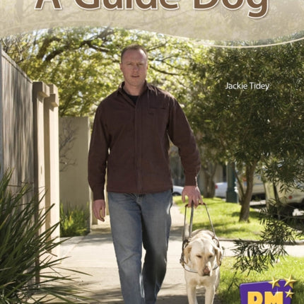 A Guide Dog PM Stars Blue