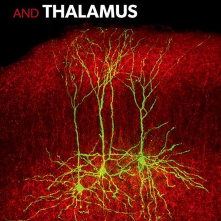 The Cerebral Cortex and Thalamus