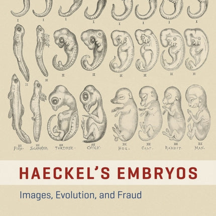 HAECKEL'S EMBRYOS - IMAGES, EVOLUTION, AND FRAUD