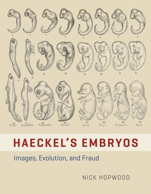 HAECKEL'S EMBRYOS - IMAGES, EVOLUTION, AND FRAUD