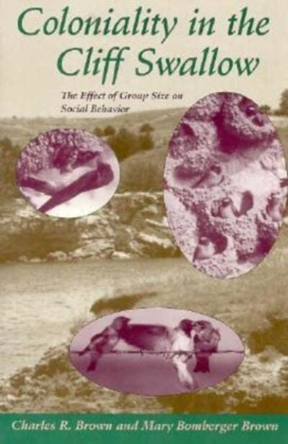 Coloniality in the Cliff Swallow  The Effect of