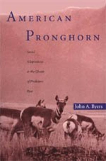 American Pronghorn  Social Adaptations  the
