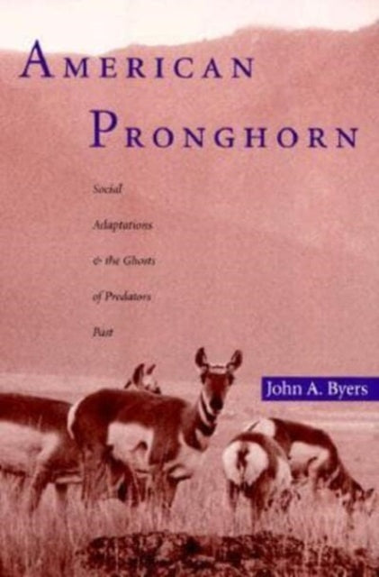 American Pronghorn  Social Adaptions  the Ghosts