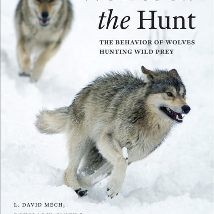 Wolves on the Hunt: The Behavior of Wolves Hunting Wild Prey