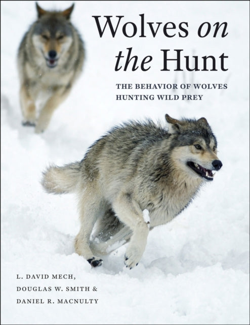 Wolves on the Hunt: The Behavior of Wolves Hunting Wild Prey