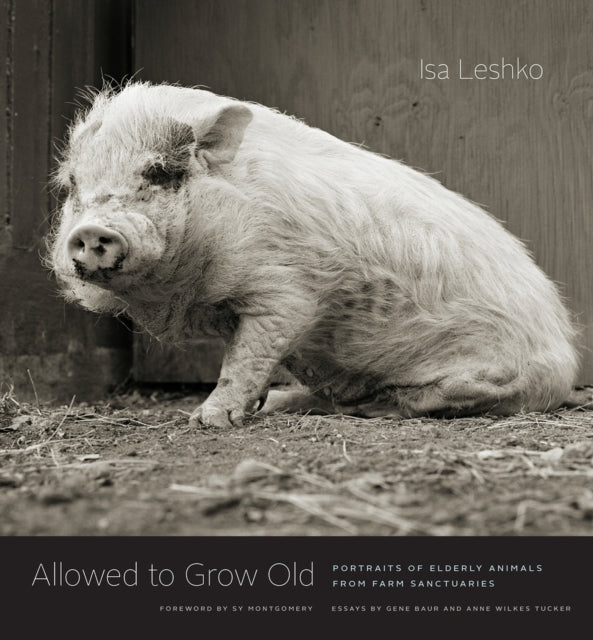 Allowed to Grow Old: Portraits of Elderly Animals from Farm Sanctuaries