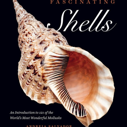 Fascinating Shells