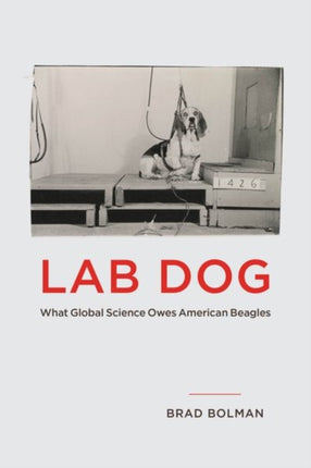 Lab Dog