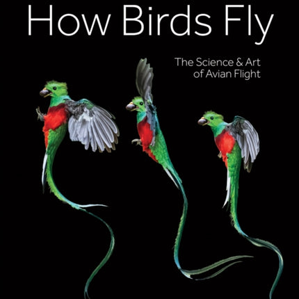 How Birds Fly