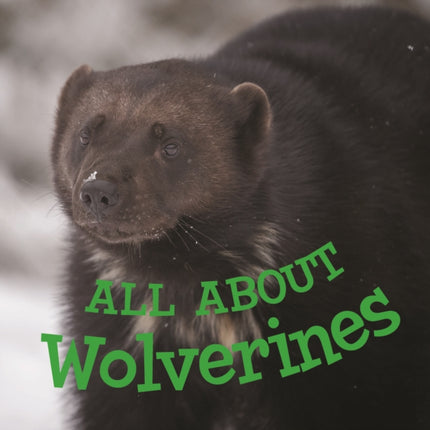 All about Wolverines: English Edition