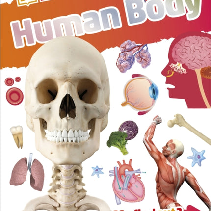 DKfindout! Human Body