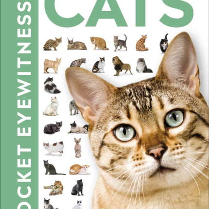 Cats: Facts at Your Fingertips