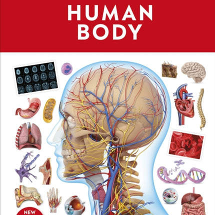 Human Body