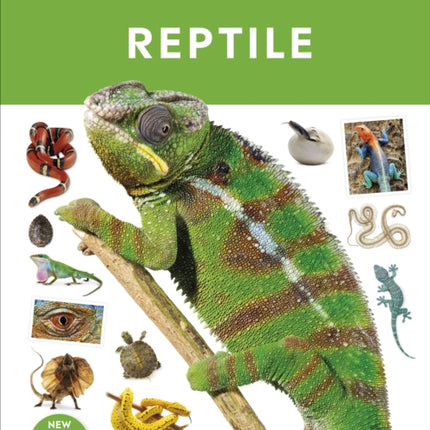 Reptile