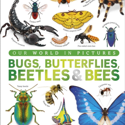 Our World in Pictures Bugs Butterflies Beetles and Bees