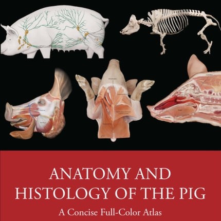 Anatomy and Histology of the Pig
