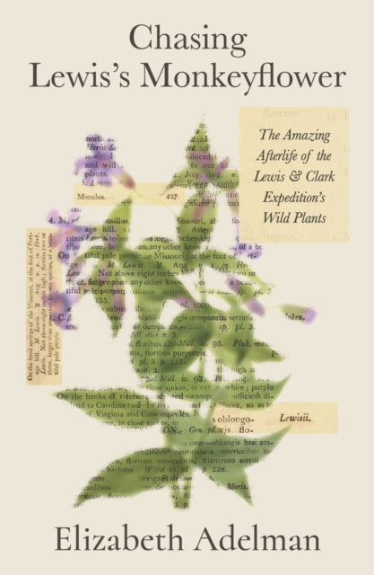 Chasing Lewiss Monkeyflower