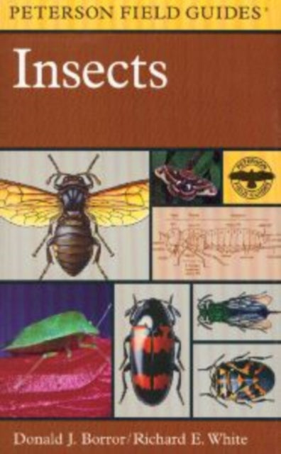 Field Guide to Insects