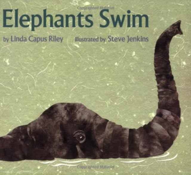 Elephants Swim