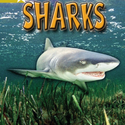 Rigby Star Independent Year 2 Gold Non Fiction Sharks Single