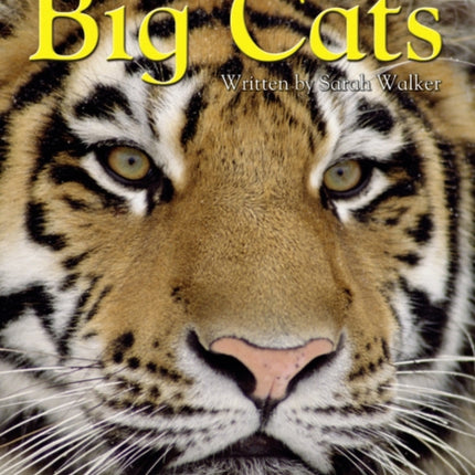 Big Cats