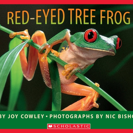 Red-Eyed Tree Frog