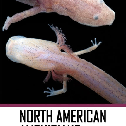 North American Amphibians: Distribution and Diversity